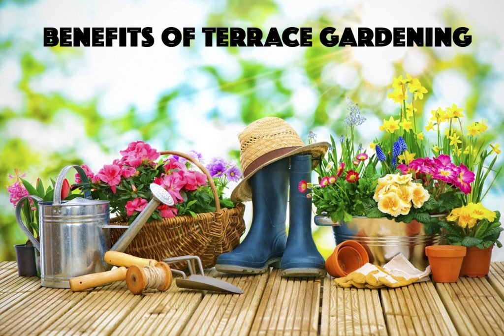 benefits of terrace gardening